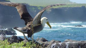 espanola_albatros