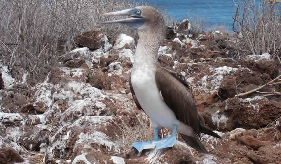 espanola_blue_footed_boobie