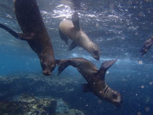 Sea lions