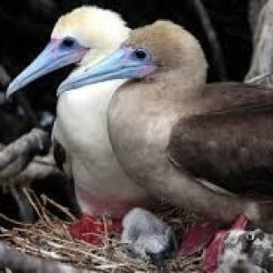 punta_pitt_red_footed_boobies