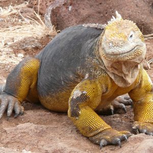 Iguana_Terrestre(North_Seymour_5)