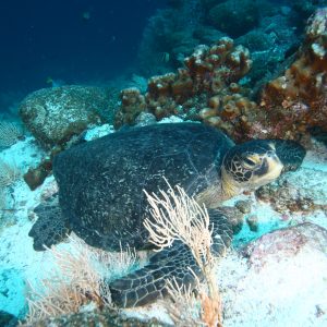 sea_turtle_kicker_rock_tortuga_marina