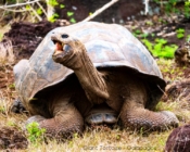 Galapagos Island Giant Tortoise
