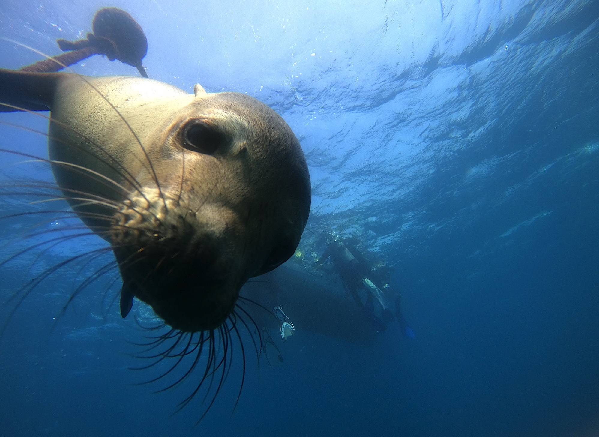 buceo con lobos marinos