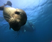 Diving with sea lion