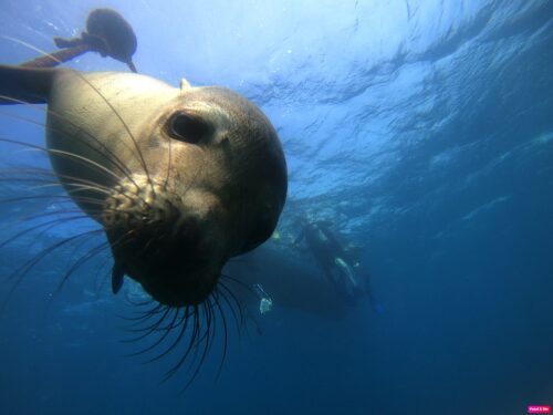 Diving with sea lion