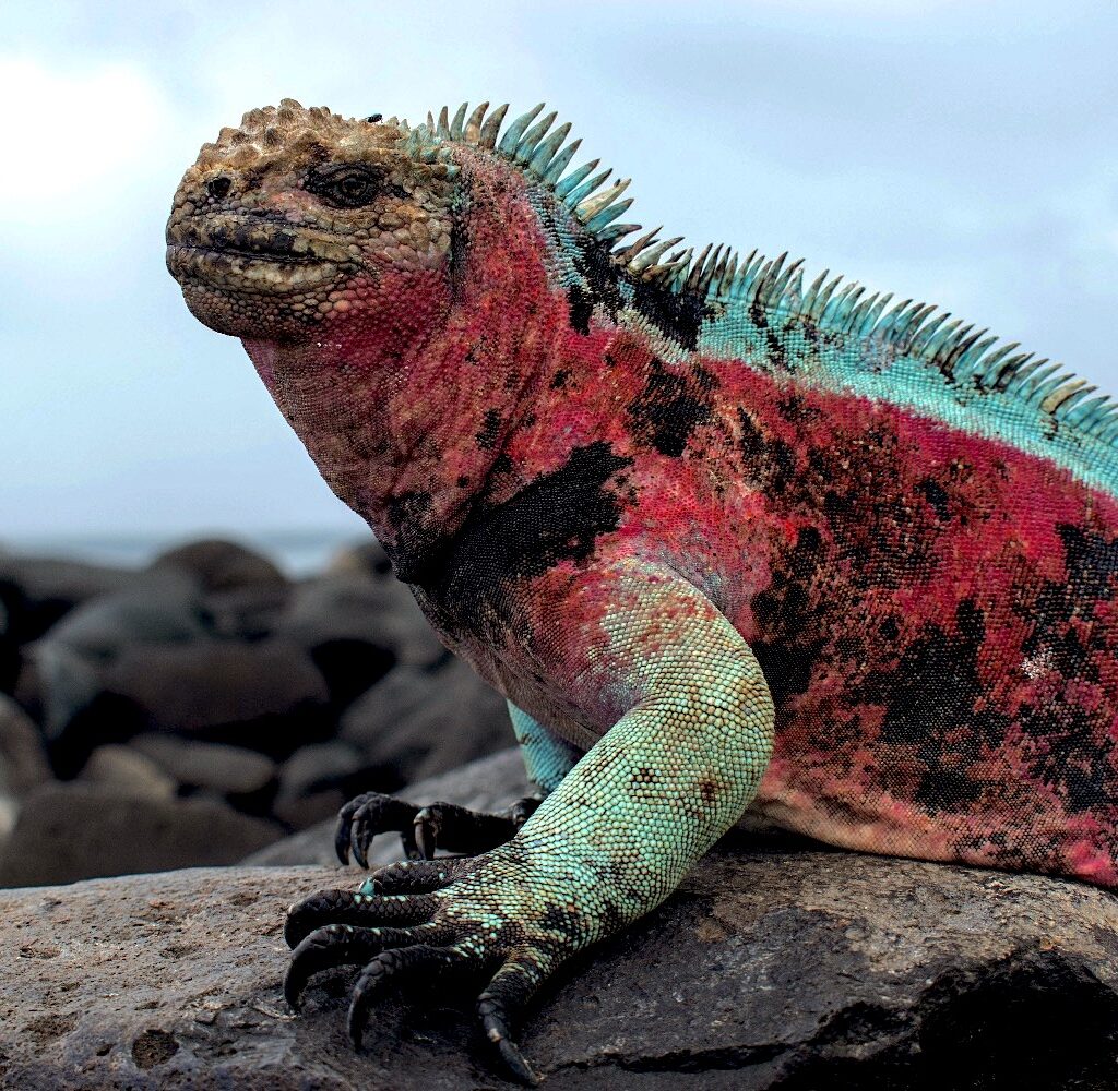 marine iguana