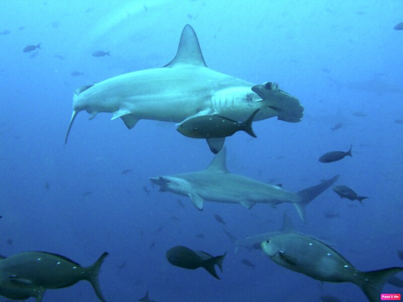 Hammerhead Shark San Cristóbal